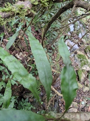 Lepidomicrosorium superficiale