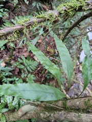 Lepidomicrosorium superficiale