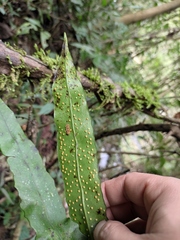 Lepidomicrosorium superficiale