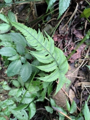 Anisocampium sheareri