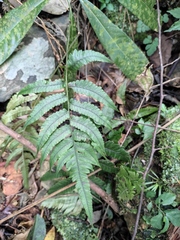 Anisocampium sheareri