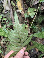 Anisocampium sheareri