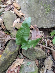 Neocheiropteris ovata