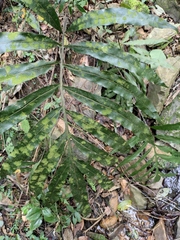 Leptochilus ellipticus