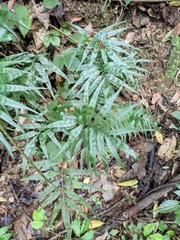 Leptochilus ellipticus