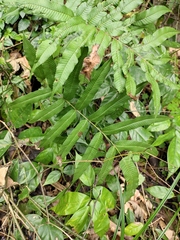Menisciopsis penangiana