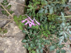 Corydalis sheareri
