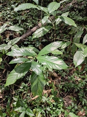 Psychotria prainii