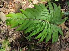 Menisciopsis penangiana