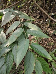 Rubus swinhoei