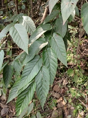 Rubus swinhoei