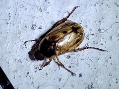 Anomala undulata