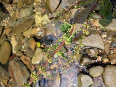 Rumex dentatus