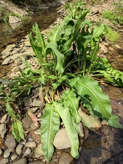 Rumex dentatus