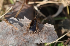 Blattella nipponica
