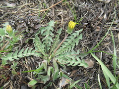 Taraxacum dissectum