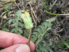 Taraxacum dissectum