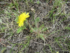 Taraxacum dissectum