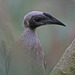 Helmeted Friarbird - Photo (c) Jerry Oldenettel, some rights reserved (CC BY-NC-SA)
