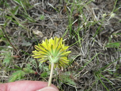 Taraxacum dissectum