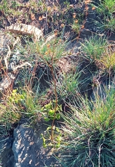 Senecio oxyriifolius