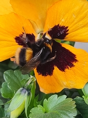 Bombus terrestris