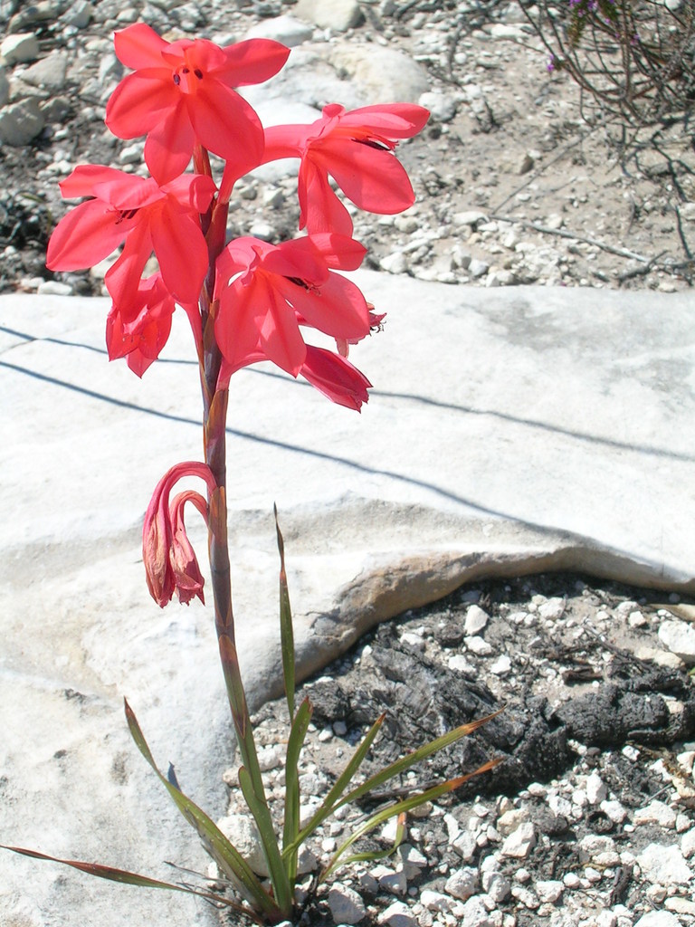 Limestone Watsonia