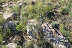 Asparagus mucronatus