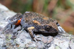 Uperoleia laevigata