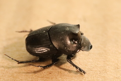 Onthophagus binodis
