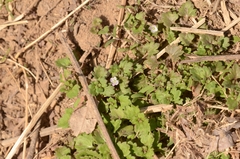 Veronica polita lilacina