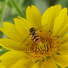 Ischiodon