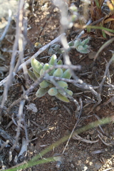 Crassula mesembryanthoides mesembryanthoides