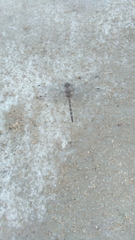 Bradinopyga geminata