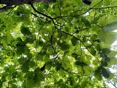 Quercus dentata