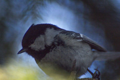 Periparus ater