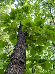 Quercus dentata
