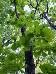 Quercus dentata