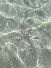 Astropecten articulatus