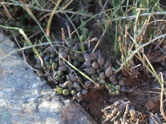 Curio radicans