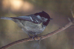 Periparus ater