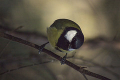 Parus major