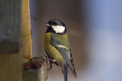 Parus major