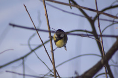 Parus major