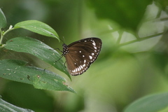 Euploea darchia