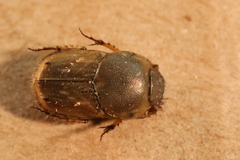 Euoniticellus fulvus