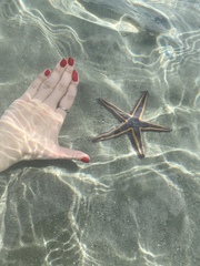 Astropecten articulatus