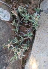 Trichodiadema orientale