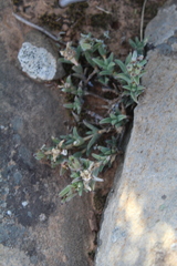 Trichodiadema orientale