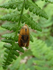 Ptycholoma lecheana